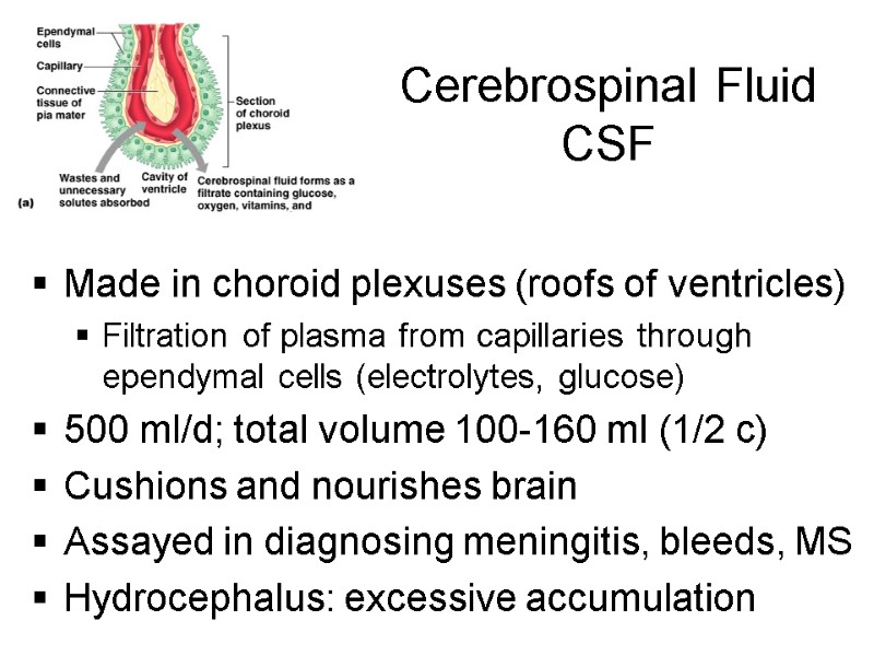 Cerebrospinal Fluid CSF Made in choroid plexuses (roofs of ventricles) Filtration of plasma from